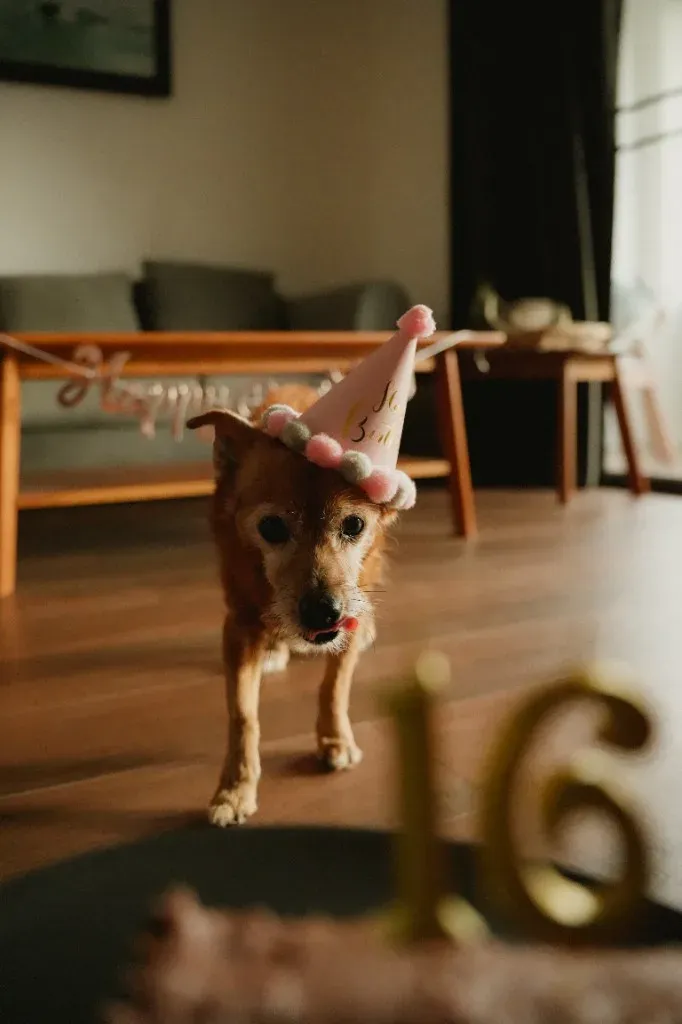 Duffy mit Partyhütchen zum 16. Geburtstag